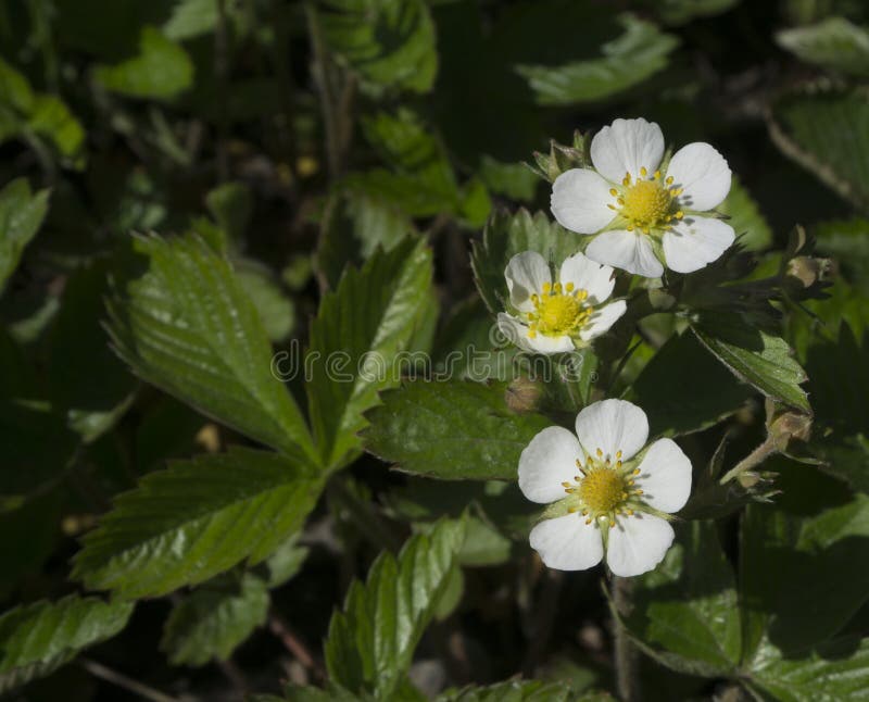 Florece las fresas en un huerto,