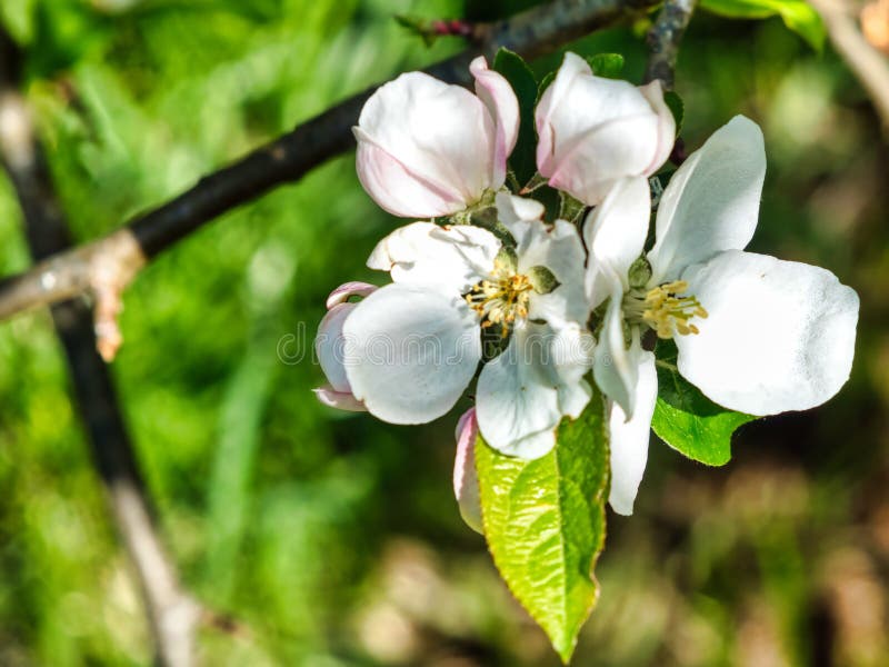 Florecimiento de Apple en primavera foto de archivo libre de regalías