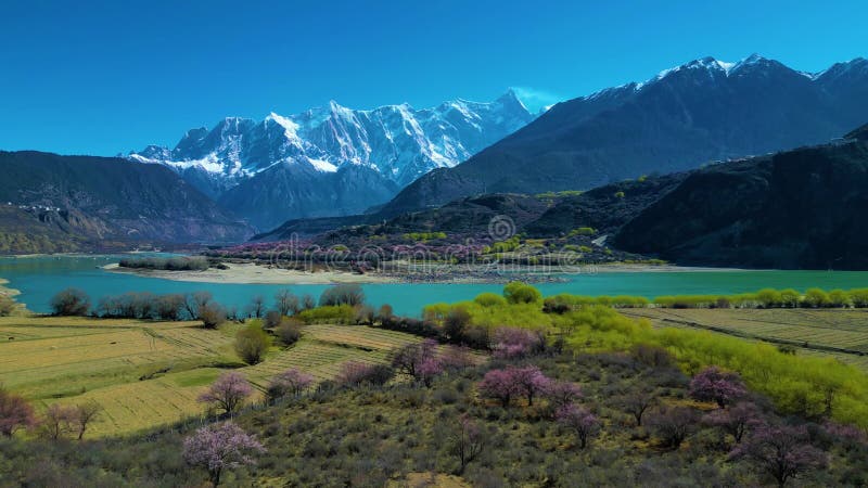 Florecimiento de melocotones en el Gran Cañón Yarlung Zangbo con NanjabawaNamcha Barwa como telón de fondo almacen de video
