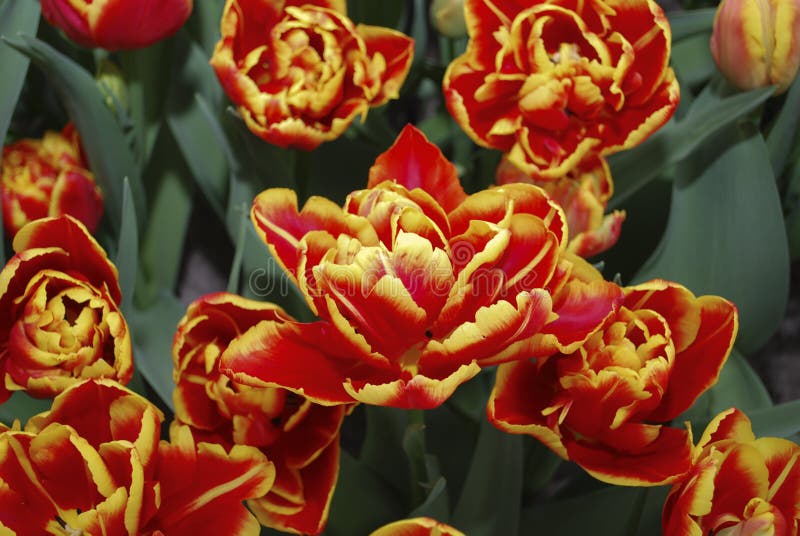 Florecimiento del grupo del alto doble de Roler del Tulipa último imágenes de archivo libres de regalías Florecimiento del grupo del alto doble de Roler del Tulipa último imágenes de archivo libres de regalías