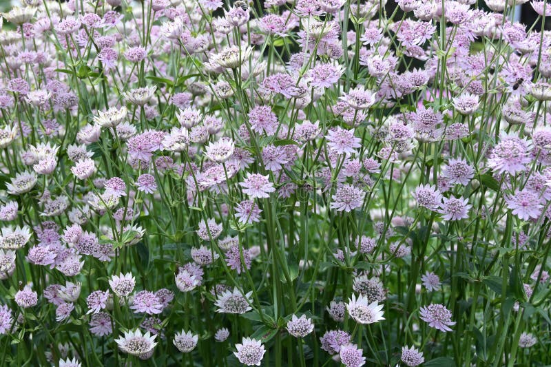 Florecimiento grande importante del grupo del Astrantia imagen de archivo libre de regalías Florecimiento grande importante del grupo del Astrantia imagen de archivo libre de regalías