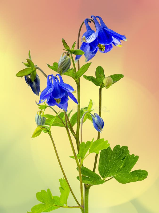 Florecimiento Temprano De Una Flor En Forma De Campana Azul Imagen de  archivo - Imagen de cuadros, temprano: 183321987