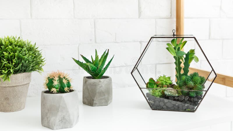Florero de Florarium con las plantas y los cactus suculentos en potes en estante foto de archivo libre de regalías Florero de Florarium con las plantas y los cactus suculentos en potes en estante foto de archivo libre de regalías