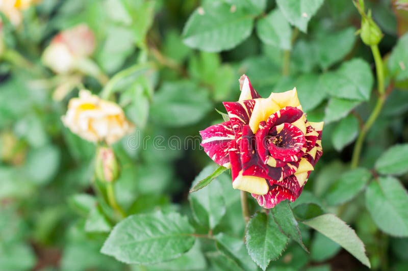 Floresça No Jardim, As Flores Coloridas Bonitas Que Cresceram Com O Natural  Imagem de Stock - Imagem de ambiente, feriado: 84840895