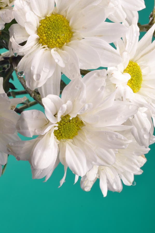 Beautiful white flowers on green. Beautiful white flowers on green