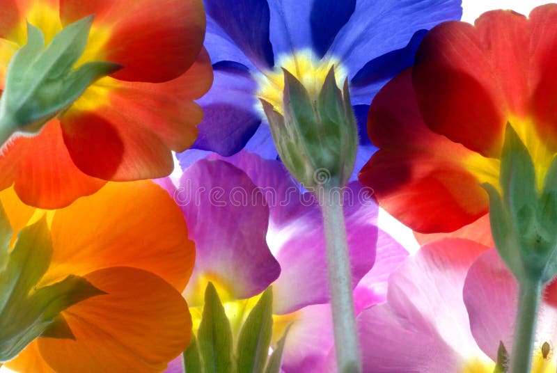 Flores fotografía de archivo libre de regalías