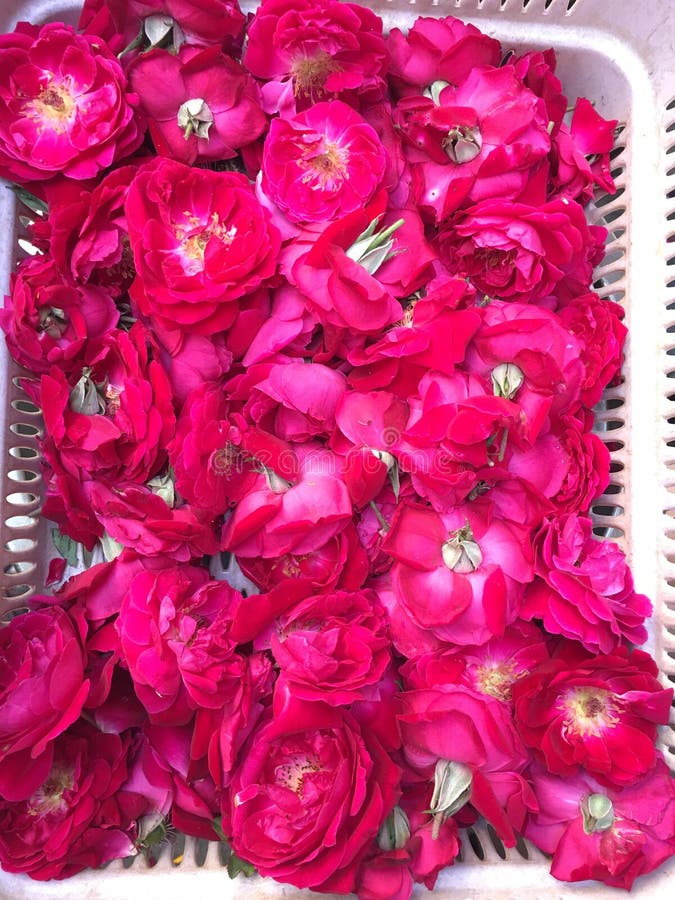 Flores foto de stock. Imagem de flores - 88794124