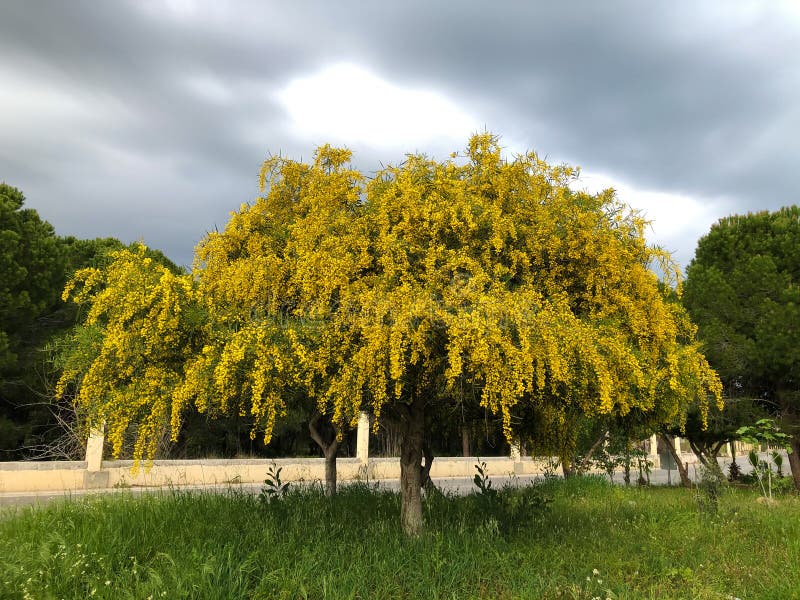 Flores Acacia Dealbata Da árvore Da Mimosa, Grandes Flores Amarelas Imagem  de Stock - Imagem de brinde, flora: 179226011