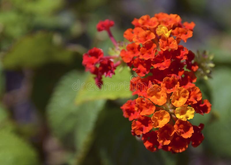 Flores alaranjadas e amarelas bonitas do camara do Lantana no jardim tropical de Tenerife, Ilhas Canárias, Espanha foto de stock royalty free Flores alaranjadas e amarelas bonitas do camara do Lantana no jardim tropical de Tenerife, Ilhas Canárias, Espanha foto de stock royalty free