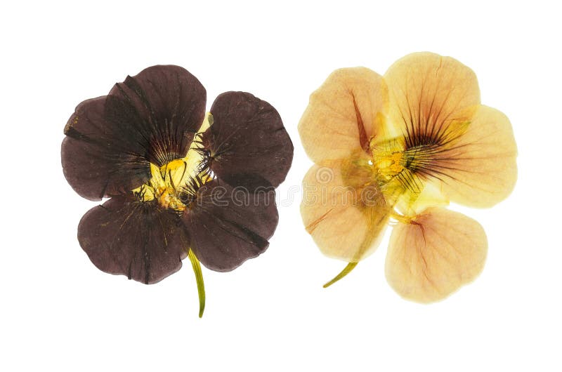 Flores alaranjadas e marrons delicadas pressionadas e secadas imagens de stock royalty free Flores alaranjadas e marrons delicadas pressionadas e secadas imagens de stock royalty free