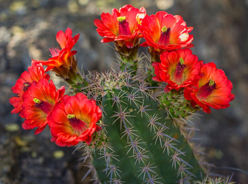 Flores alaranjadas múltiplas do cacto do Arizona do deserto imagem de stock royalty free Flores alaranjadas múltiplas do cacto do Arizona do deserto imagem de stock royalty free