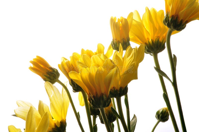 Beautiful yellow flowers on white. Beautiful yellow flowers on white