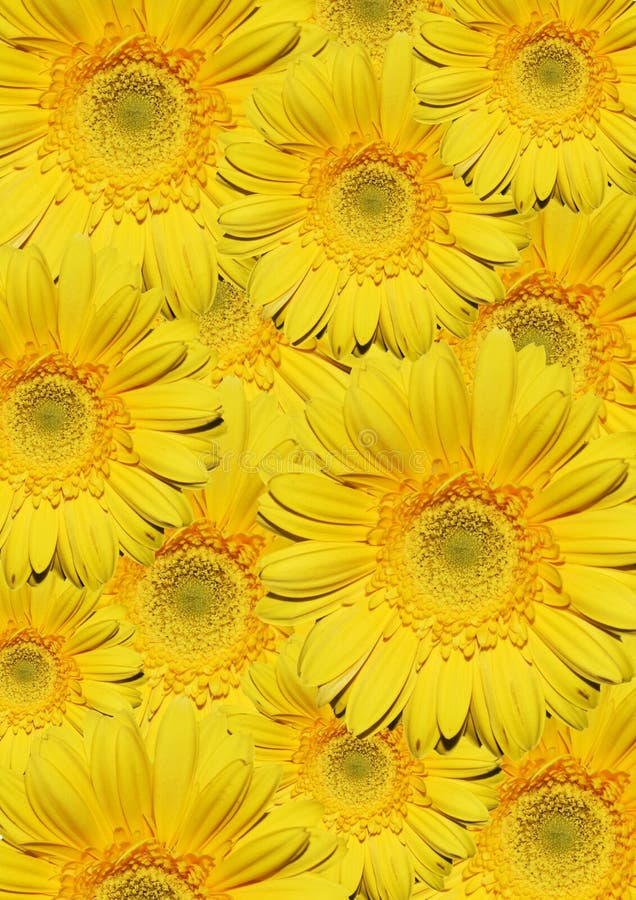 Flores amarelas