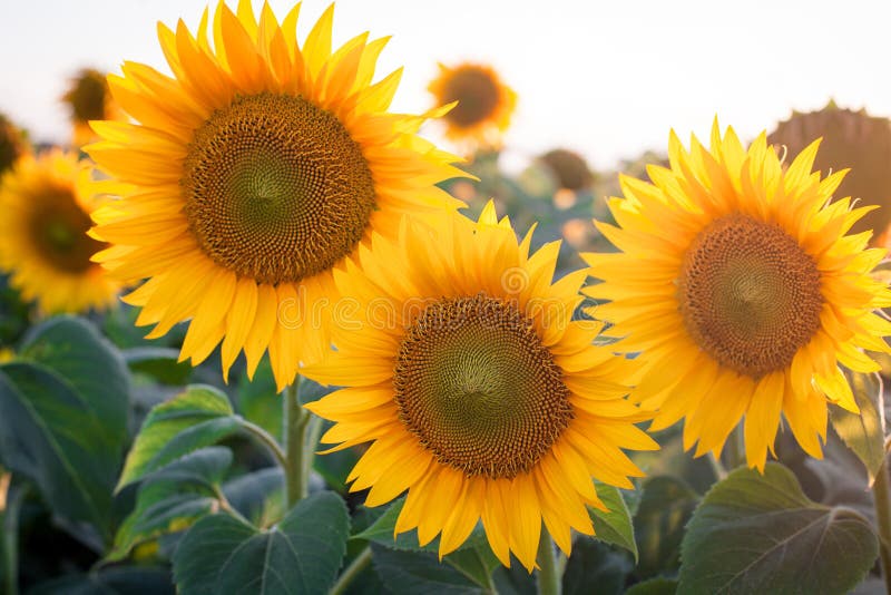 Flores amarelas bonitas contra o céu, paisagem impressionante do girassol do verão Campo de Sunflowers imagem de stock Flores amarelas bonitas contra o céu, paisagem impressionante do girassol do verão Campo de Sunflowers imagem de stock