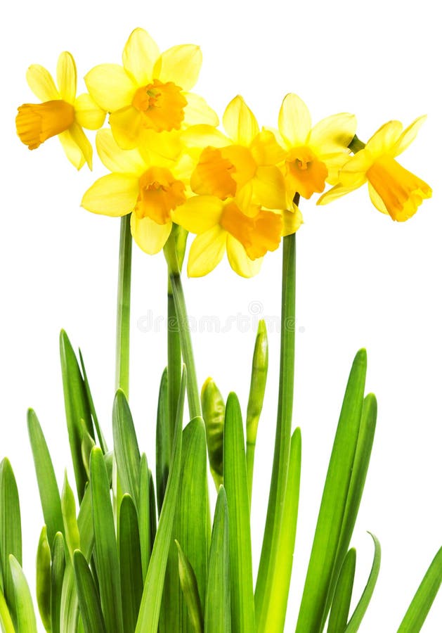 Spring Yellow Flowers with green leaves isolated on white background. Daffodil flower or narcissus bouquet isolated on white background macro. Spring Yellow Flowers with green leaves isolated on white background. Daffodil flower or narcissus bouquet isolated on white background macro.