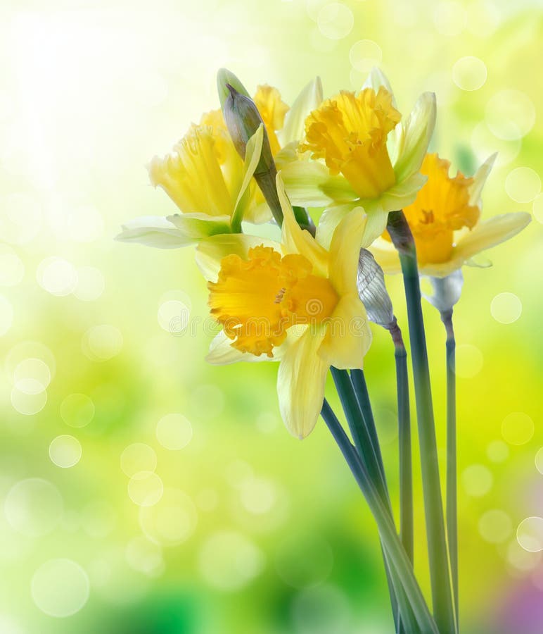 Beautiful yellow daffodil flowers on blurred background. Beautiful yellow daffodil flowers on blurred background