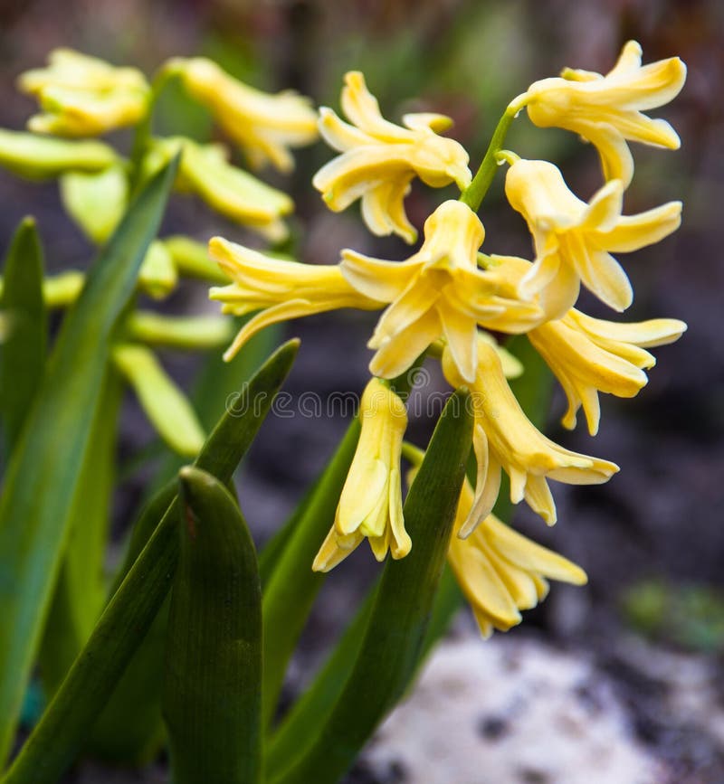 Flores amarelas do jacinto foto de stock. Imagem de floreado - 65314788
