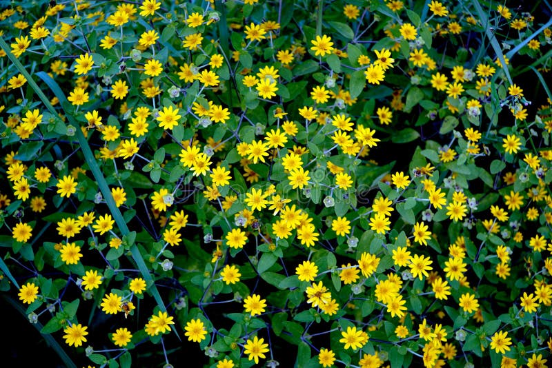 Ramalhete Dos Girassóis E Das Flores Do Cravo-de-defunto Foto de Stock -  Imagem de folha, beleza: 68846420