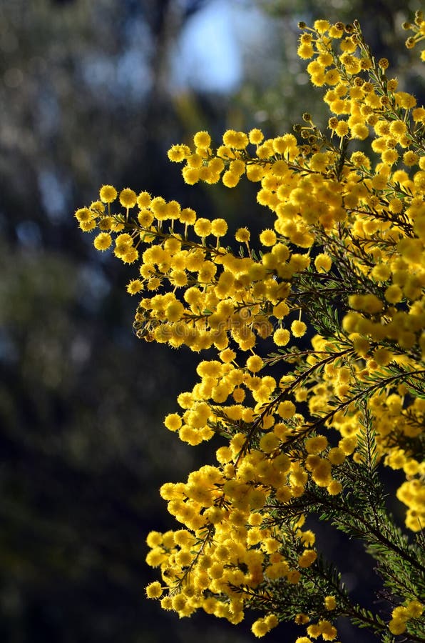 Flores Amarelas Retroiluminadas Da Família Fabaceae Mimosoideae Da Acacia  Mariae, Uma Espécie Autóctone De Tartaruga-dourada-austr Imagem de Stock -  Imagem de coroado, nave: 196325881