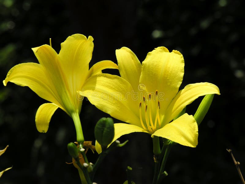 Two yellow flowers. Two yellow flowers