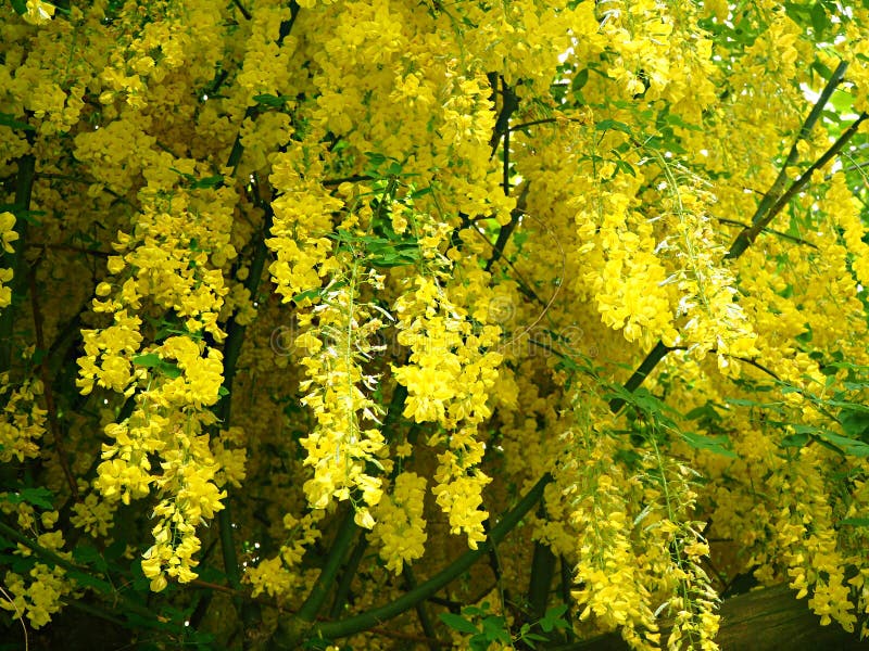 compromiso Privilegiado Sucio Flores Amarillas Colgantes En Un árbol Del Codeso Foto de archivo - Imagen  de resorte, flora: 132538236