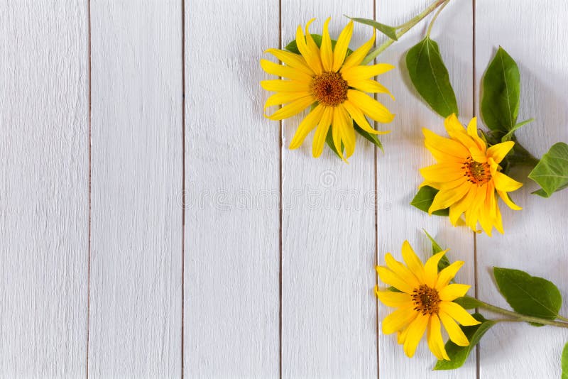 Flores Amarillas De Girasoles Decorativos Sobre Una Mesa Blanca De Madera Imagen de archivo - Imagen de cubo, exuberante: 192419657 Flores Amarillas De Girasoles Decorativos Sobre Una Mesa Blanca De Madera Imagen de archivo - Imagen de cubo, exuberante: 192419657