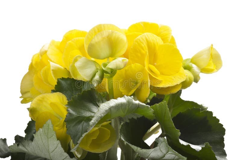 138 Flores Amarillas De La Begonia Fotos de stock - Fotos libres de  regalías de Dreamstime