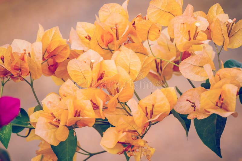 Flores Amarillas De La Buganvilla Foto de archivo - Imagen de hoja,  buganvillas: 77118470