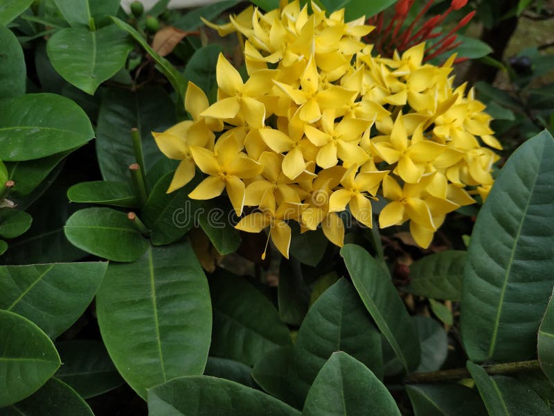 Flores Amarillas De La Planta De Ixora Coccinea Foto de archivo - Imagen de  producto, hoja: 217676668