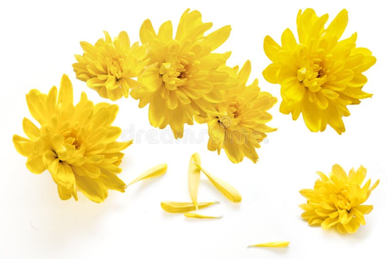 Flores amarillas del crisantemo en un fondo blanco