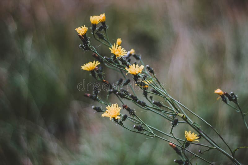 Flores amarillas del peque?o arbusto en oto?o Cierre para arriba Flores amarillas hermosas en un fondo borroso imagen de archivo Flores amarillas del peque?o arbusto en oto?o Cierre para arriba Flores amarillas hermosas en un fondo borroso imagen de archivo