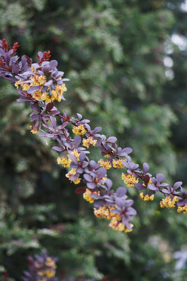 Flores amarillas en un rojo de Thunberg del Berberis de la rama fotos de archivo libres de regalías Flores amarillas en un rojo de Thunberg del Berberis de la rama fotos de archivo libres de regalías