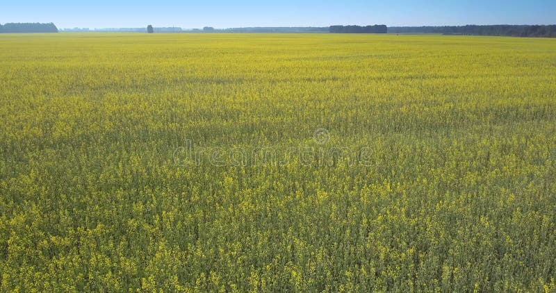 Flores amarillas fantásticas de la violación de la visión aérea en campo por el bosque