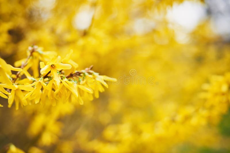 Forsythia Un Arbusto Del Jardin Que Florece Con Las Flores