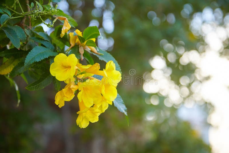 Flores amarillas, stans de Tecoma, campana amarilla, vid de trompeta, floreciendo en un jardín, en estilo borroso suave, imágenes de archivo libres de regalías Flores amarillas, stans de Tecoma, campana amarilla, vid de trompeta, floreciendo en un jardín, en estilo borroso suave, imágenes de archivo libres de regalías