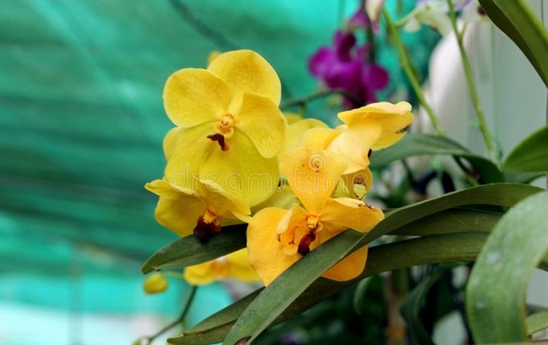 Flores amarillas vibrantes de la orquídea que florecen en el jardín foto de archivo libre de regalías Flores amarillas vibrantes de la orquídea que florecen en el jardín foto de archivo libre de regalías