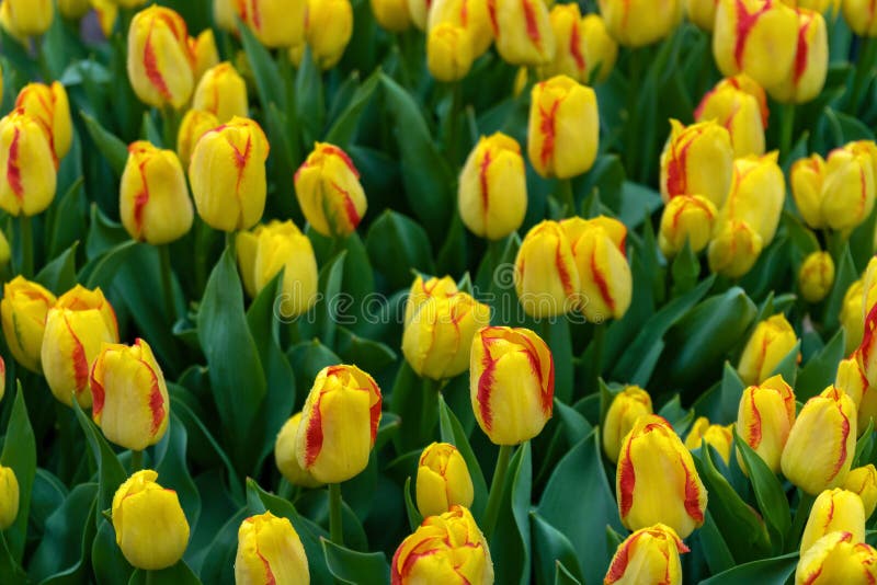 Flores amarillas y rosadas hermosas del tulipán en jardín de la primavera fotos de archivo Flores amarillas y rosadas hermosas del tulipán en jardín de la primavera fotos de archivo