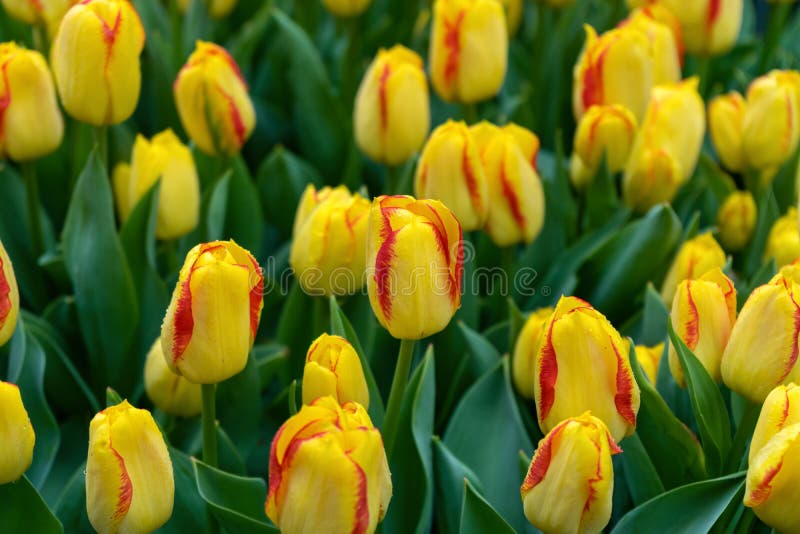 Flores amarillas y rosadas hermosas del tulipán en jardín de la primavera foto de archivo libre de regalías Flores amarillas y rosadas hermosas del tulipán en jardín de la primavera foto de archivo libre de regalías