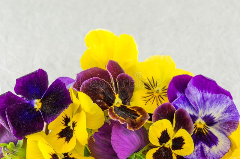 Flores Amarillas Y Violetas Imagen de archivo - Imagen de modelo, seda:  80215359