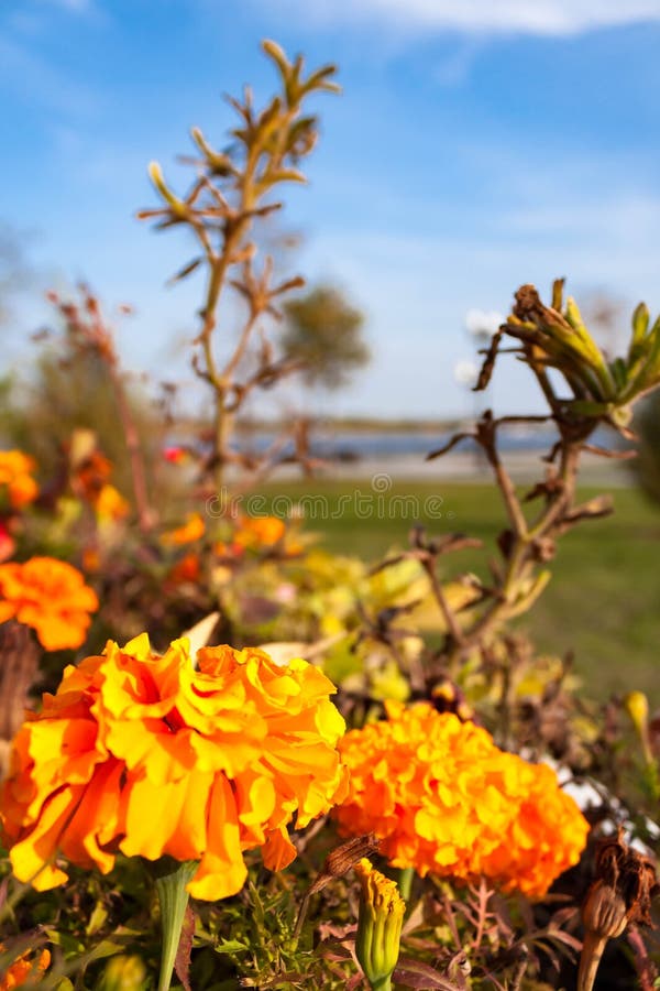 Flores amarillo-naranja florecientes de las maravillas en una cama de flor en el fondo del río y del cielo azul foto de archivo Flores amarillo-naranja florecientes de las maravillas en una cama de flor en el fondo del río y del cielo azul foto de archivo