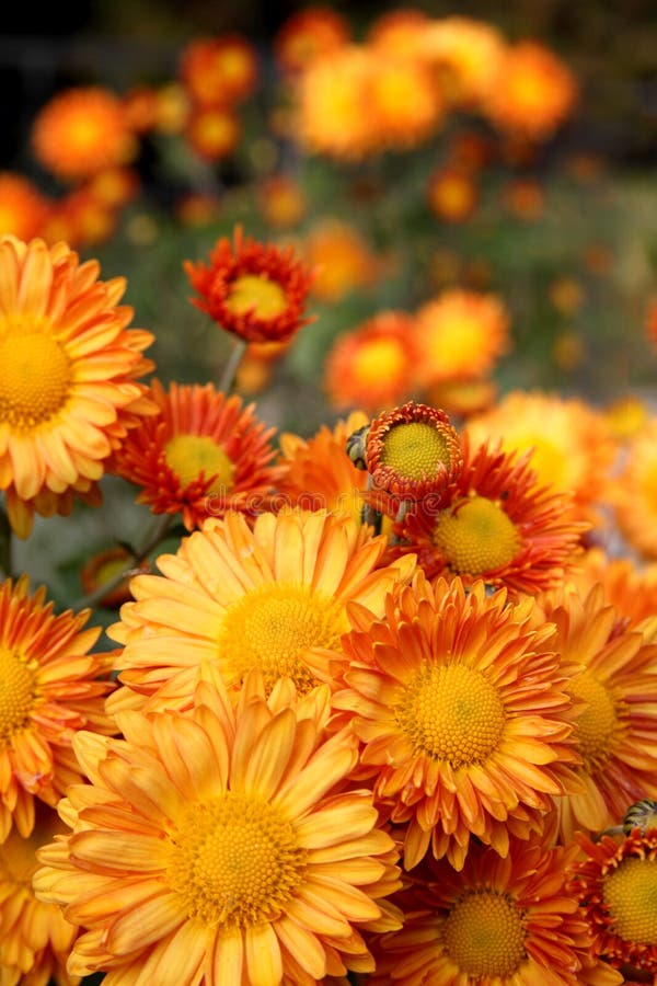 Flores anaranjadas del crisantemo imágenes de archivo libres de regalías