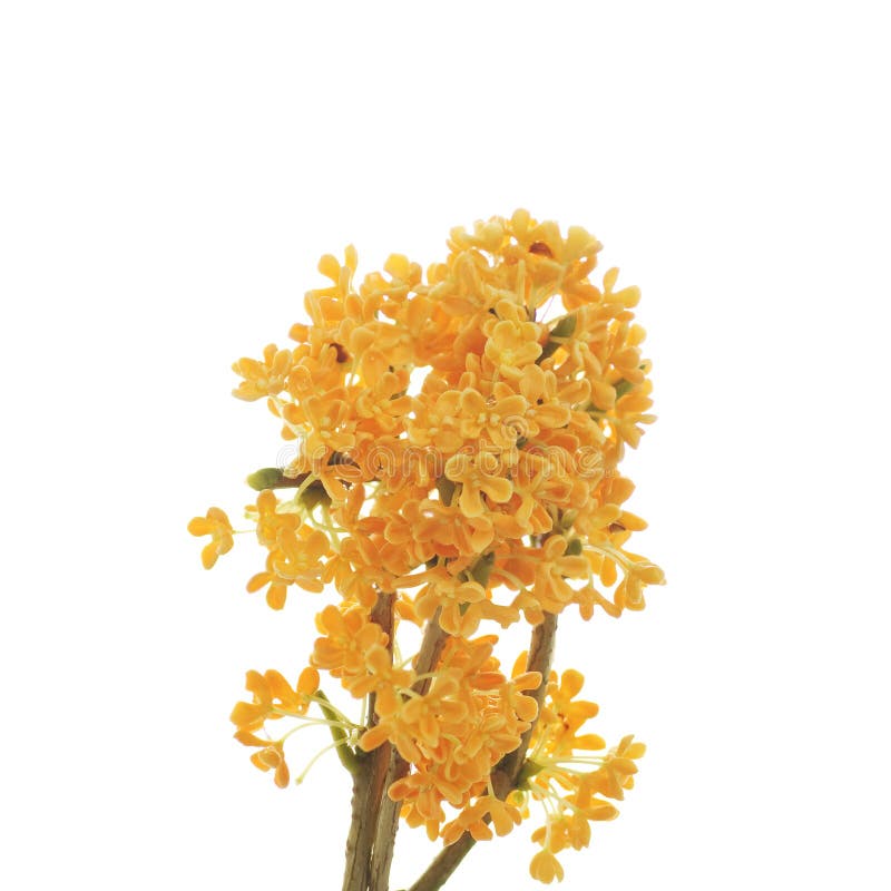 Flores anaranjadas del osmanthus dulce fotos de archivo libres de regalías Flores anaranjadas del osmanthus dulce fotos de archivo libres de regalías