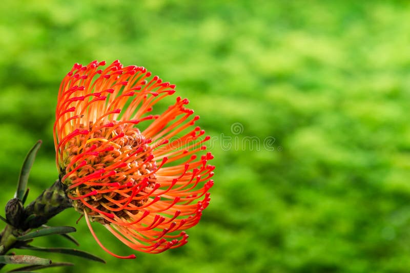 Flores anaranjadas duraderas imponentes de Leucospermum en vagos verdes imagen de archivo libre de regalías Flores anaranjadas duraderas imponentes de Leucospermum en vagos verdes imagen de archivo libre de regalías