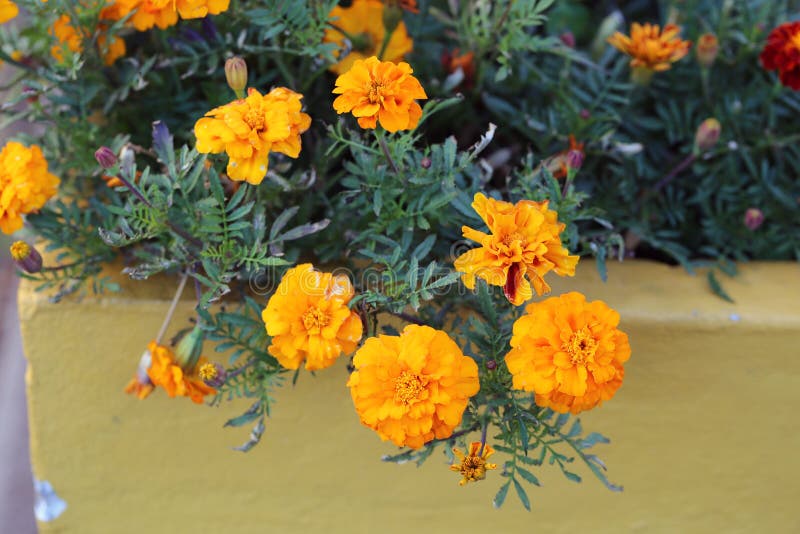 Flores anaranjadas florecientes múltiples de la maravilla fotos de archivo libres de regalías Flores anaranjadas florecientes múltiples de la maravilla fotos de archivo libres de regalías