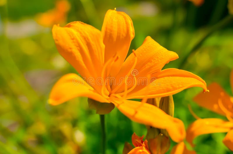 Flores anaranjadas hermosas en el jardín del verano, papel pintado del lirio fotos de archivo Flores anaranjadas hermosas en el jardín del verano, papel pintado del lirio fotos de archivo