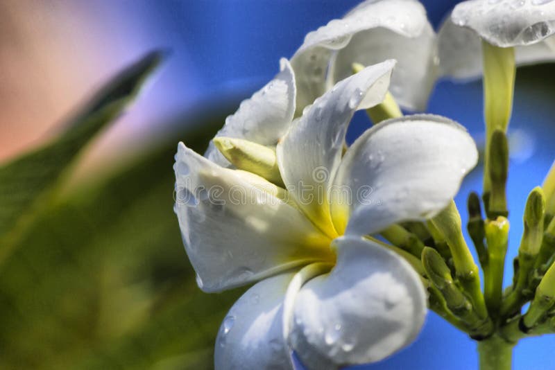 Flores após uma chuva fotos de stock Flores após uma chuva fotos de stock