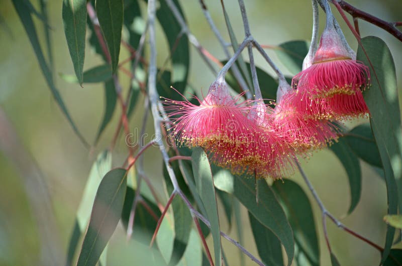 Flores australianos rosados del árbol de goma del caesia del eucalipto