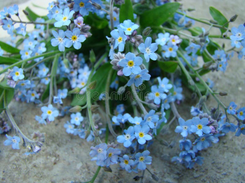 Flores azuis fotografia de stock royalty free