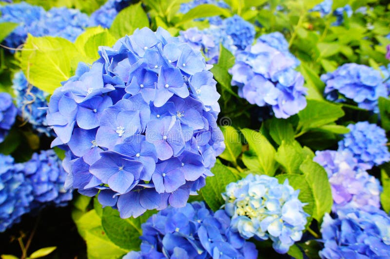 Flores azuis da hortênsia fotos de stock Flores azuis da hortênsia fotos de stock