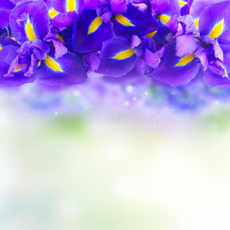 Flores azuis da íris foto de stock Flores azuis da íris foto de stock